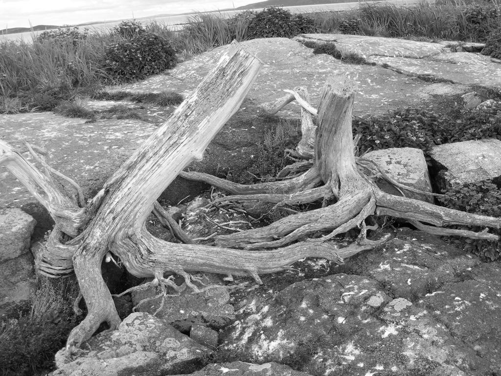 drifwood